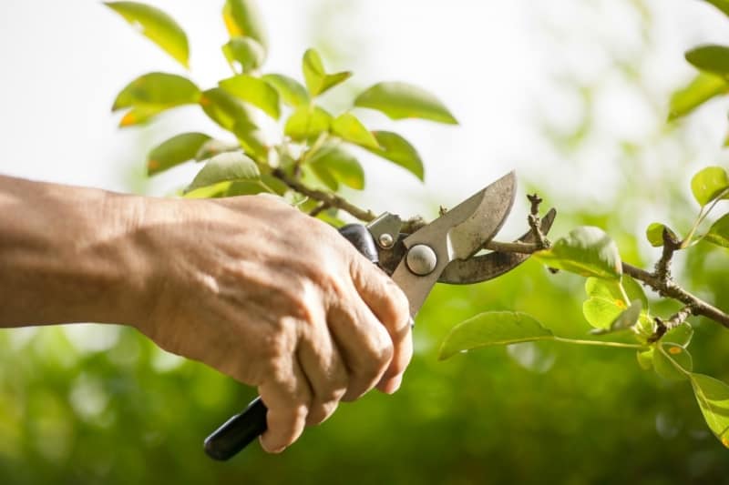 6 Pro Tips to Selecting the Right Tree Pruning Company in 2020