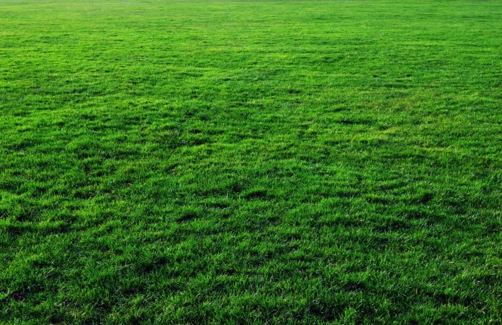 best types of grass