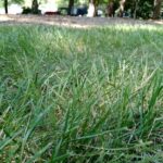 4 Best Types of Grass for Arkansas and How to Grow Them