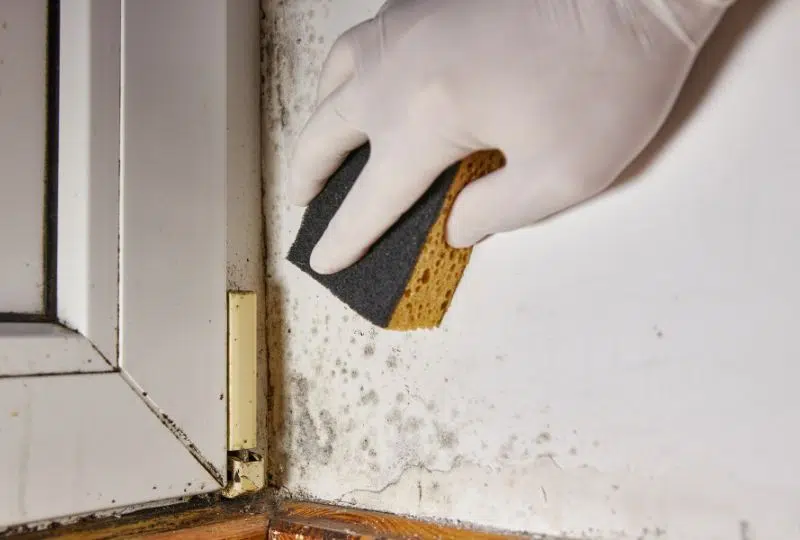 What To Do After Finding Mold in Your Home