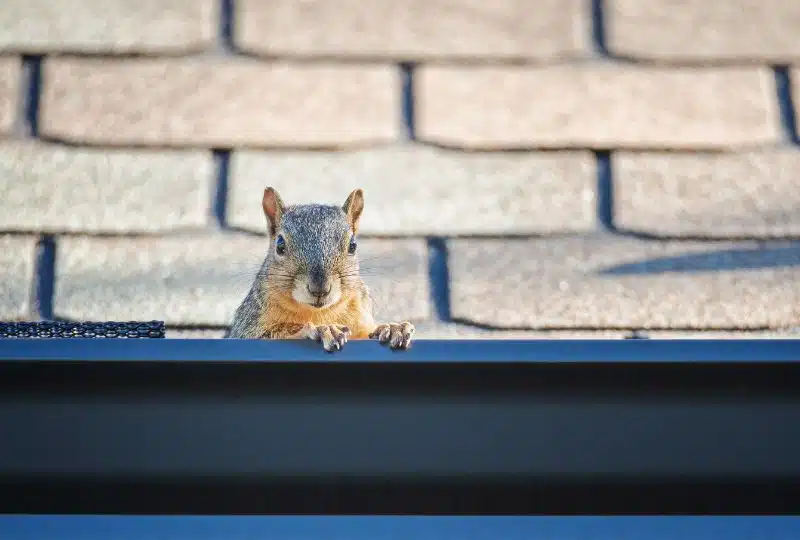 4 Ways Critters Can Sneak Into Your Home During the Winter