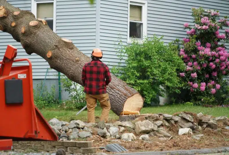 How To Tell When It’s Time To Cut Down a Tree