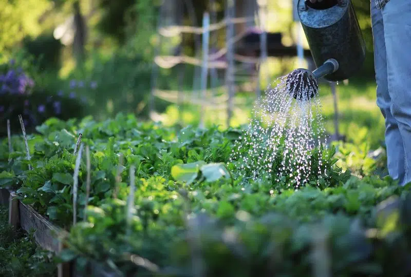 How To Prevent Fungus Growing in Your Garden