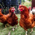 3 Things To Know Before Raising Backyard Chickens