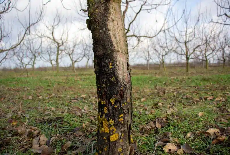 5 Common Tree Diseases and How To Prevent Them