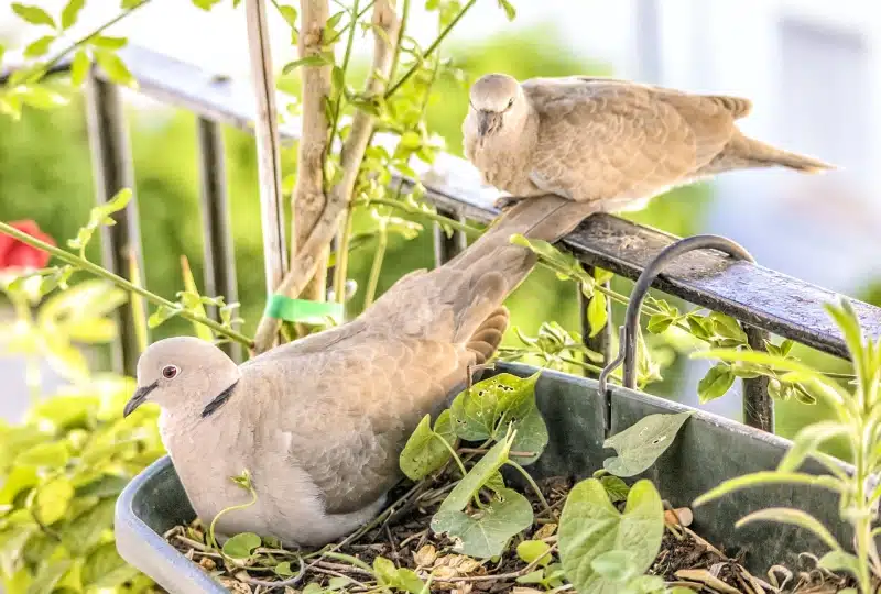 4 Unique Ways To Attract Birds to Your Property