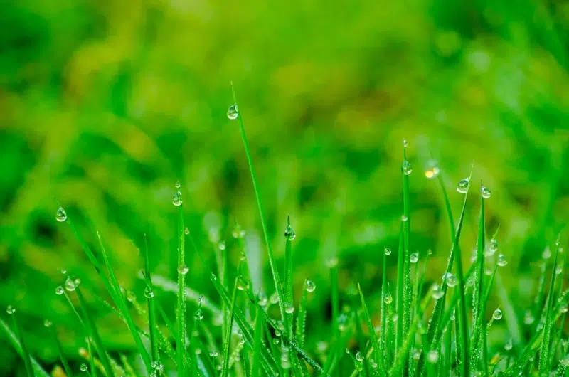 How To Keep Your Grass Green and Healthy in the Summer