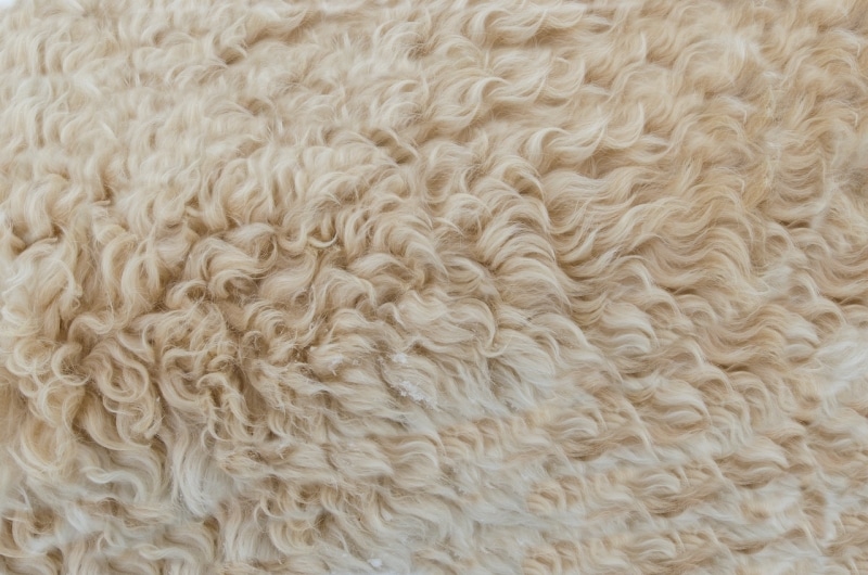 common rug types